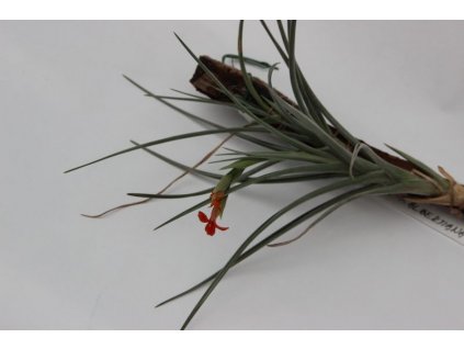 Tillandsia ixioides x albertiana