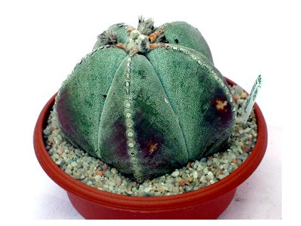 Astrophytum myriostigma