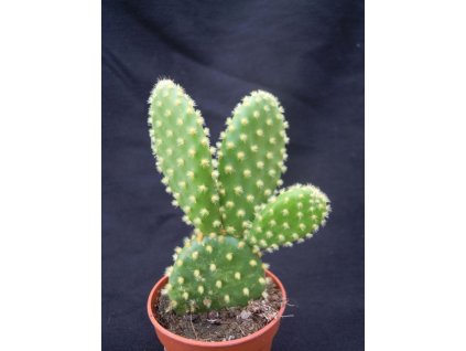 Opuntia microdasis