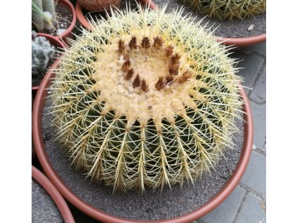 Echinocactus gruzonii XXXL