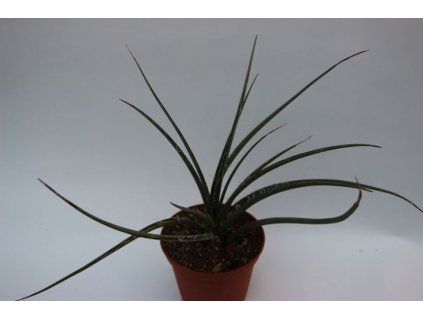 Hesperaloe /Yucca/ parviflora