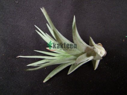 Tillandsia brachycaulos v. abdita