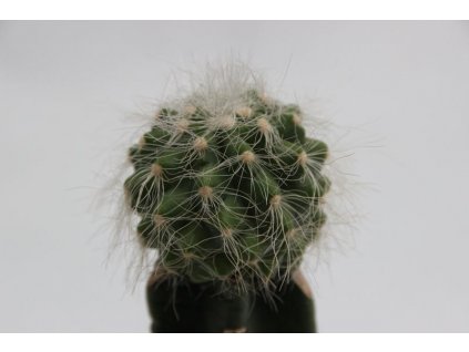 Copiapoa krainziana PHA 2221
