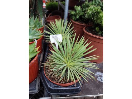 Agave striata f. nana XL