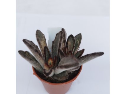 Kalanchoe tomentosa "Dark"