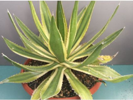 Agave lophantha Variegata