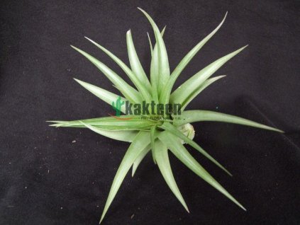 Tillandsia brachycaulos v. multiflora