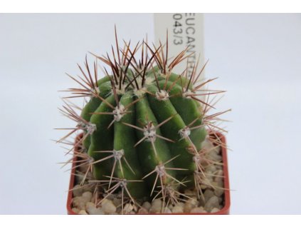 Echinopsis leucantha JO 1043/3