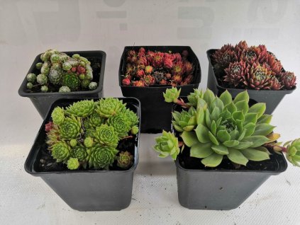 Sempervivum mix 5 odrůd L