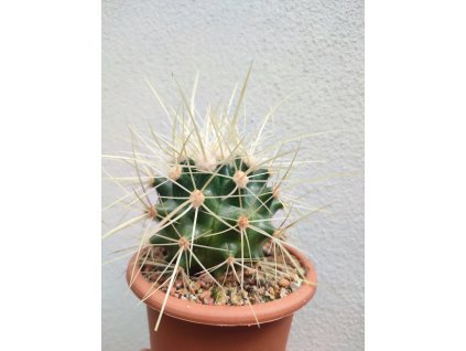 Echinocactus grusonii f. nova VZD 1153