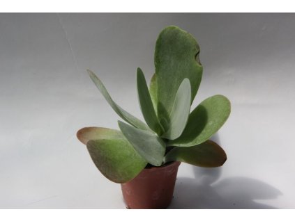 Kalanchoe thyrsifolia