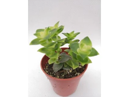 Crassula rupestris variegata