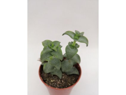 Crassula perforata