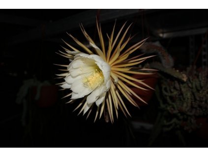 Selenicereus grandiflorus