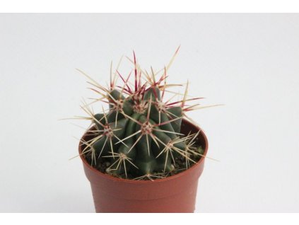 Ferocactus steinesii