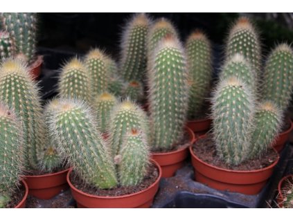 Vatricania guenterii