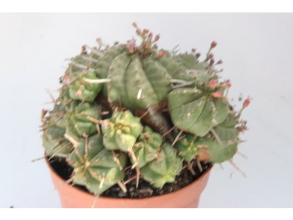 Euphorbia meloformis f.