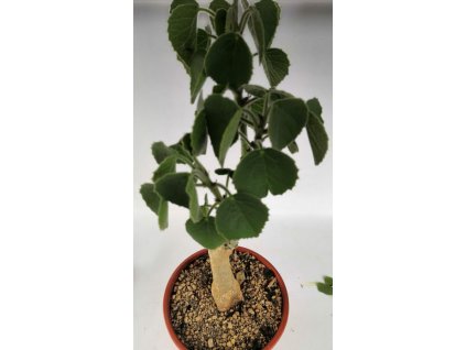 Adenia keramanthus RM 23 XL