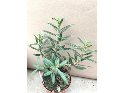 Pachypodium bispinosum M
