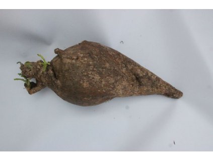 Pachypodium bispinosum velké