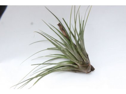 Tillandsia fasciculata v. rotundata