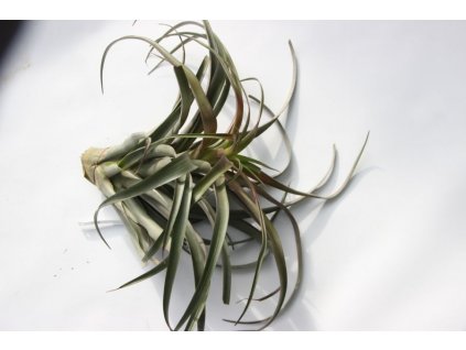 Tillandsia capitata v. guzmanoides