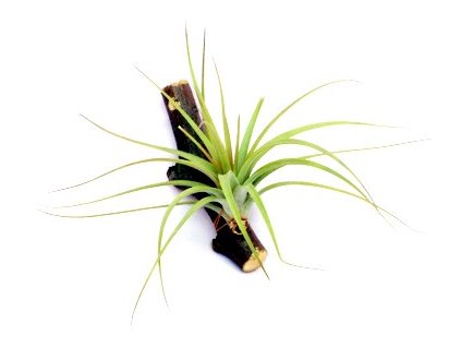 Tillandsia concolor