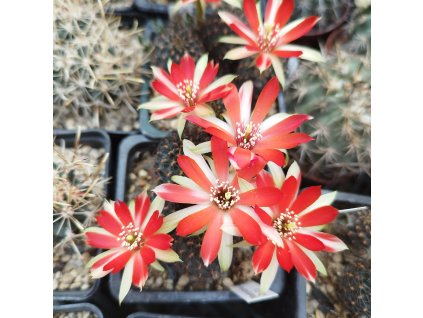 Mediolobivia supthutiana HJ 516