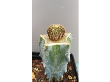 Geohintonia mexicana
