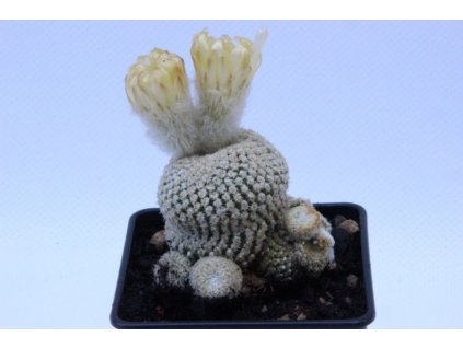 Thelocephala chalensis