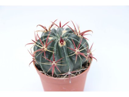 Ferocactus latispinus L