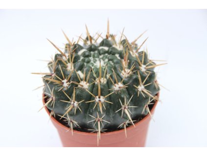 Notocactus submamulosus