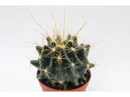 Hamatocactus hamatacanthus v. flavispinus