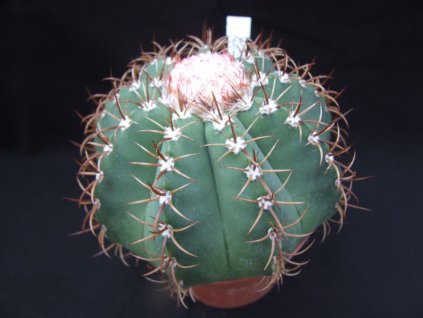 Melocactus matanzanus