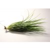 Tillandsia globosa x /vernicosa x caulescens/
