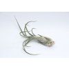 Tillandsia caput medusae XL