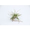 Tillandsia chusgonensis