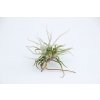 Tillandsia chusgonensis