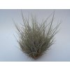 Tillandsia bartramii trsy