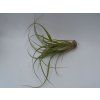 Tillandsia polystachia f. Dotterer