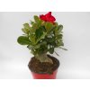 Adenium obesum L