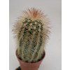 Echinocereus baylei