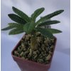 Dorstenia gigas