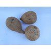 Merremia holubii XL