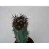 Copiapoa cinerea soliter forme PHA 2647