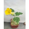 Uncarina roezliana