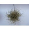 Tillandsia schideana