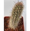 Haageocereus chalensis ASK 332.1
