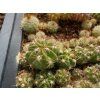 Echinopsis obrepanda PHA 1983