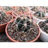 Ferocactus gracilis L